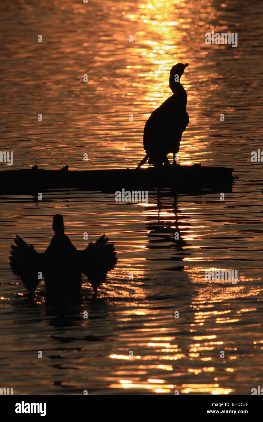 Doppelte Crested Kormoran und Bufflehead Silhouette in ein Feuchtgebiet in Portland, Oregon Stockfoto