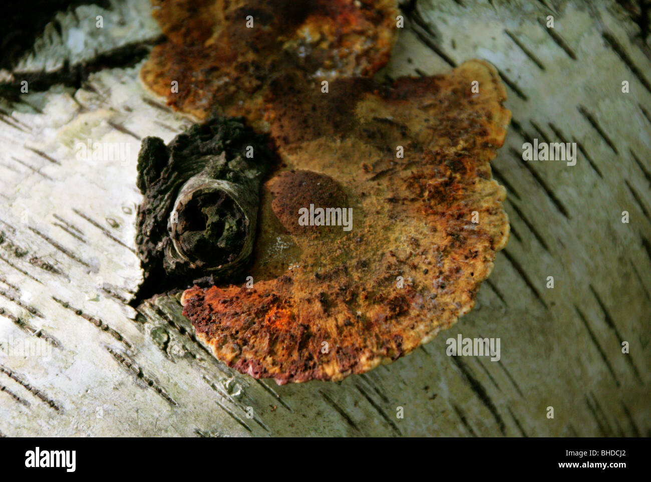 Errötende Halterung Pilz, Daedaleopsis Confragosa, Polyporaceae Stockfoto