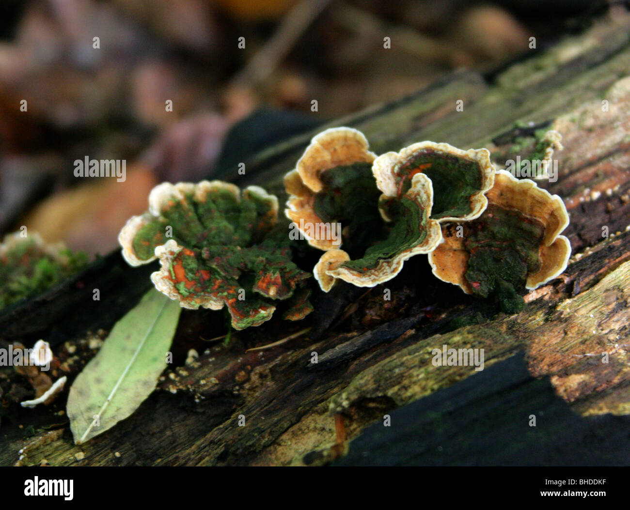 Klumpig Halterung Pilz Trametes Gibbosa, Polyporaceae Stockfoto