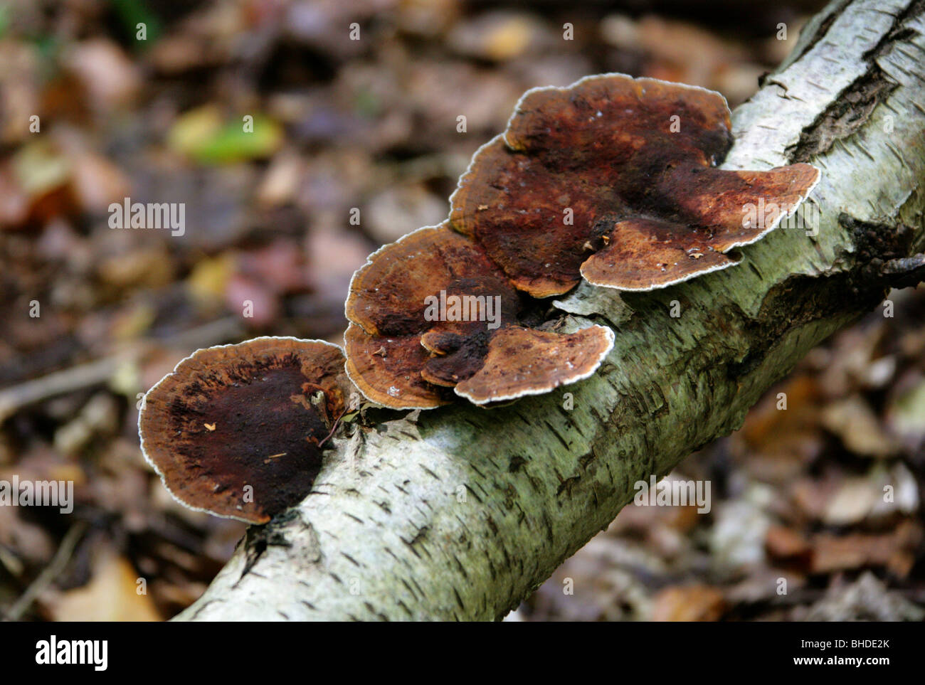 Errötende Halterung Pilz, Daedaleopsis Confragosa, Polyporaceae, auf tote Birke Stockfoto