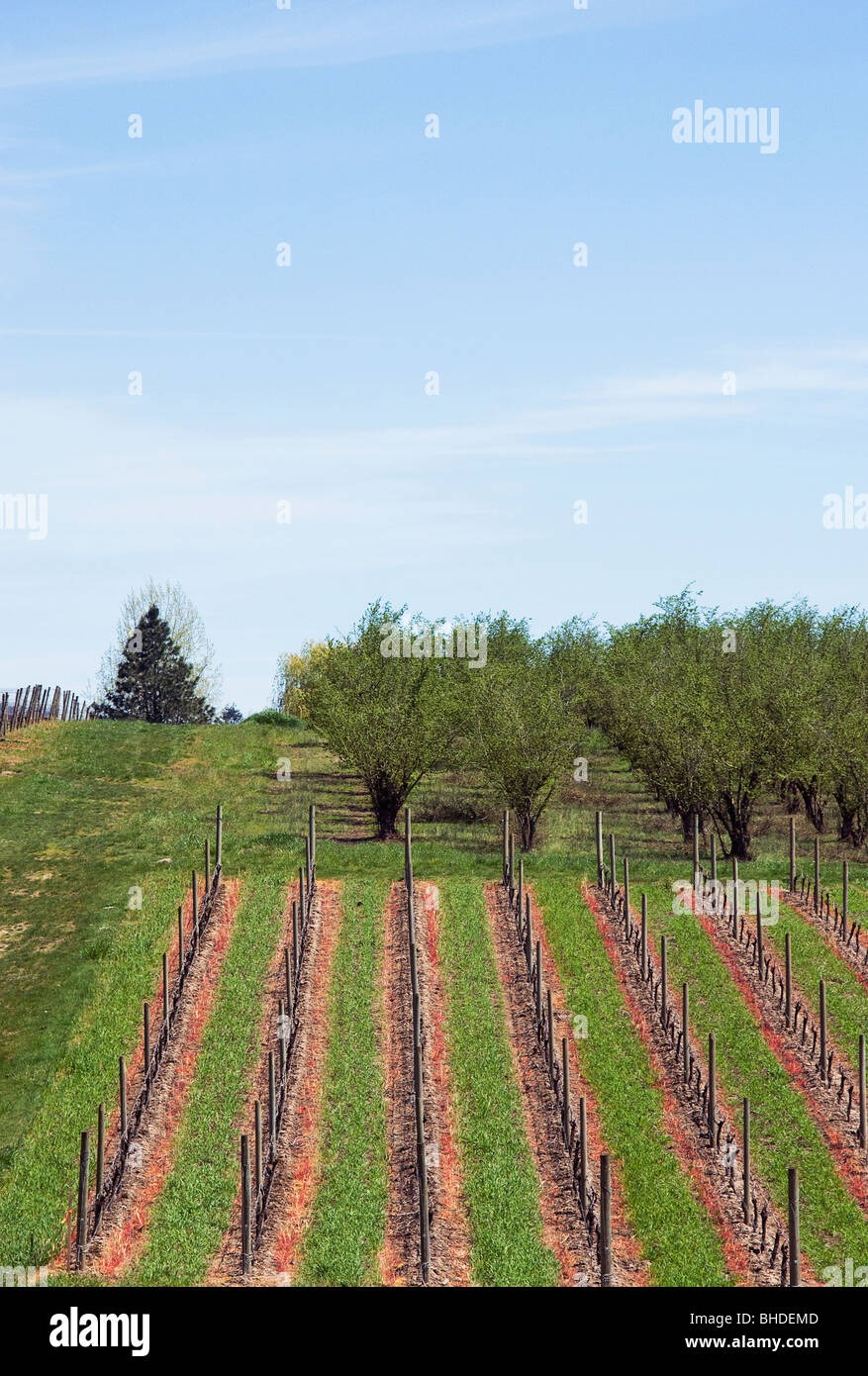 Weinberge, Oregon, Willamette Senke Stockfoto