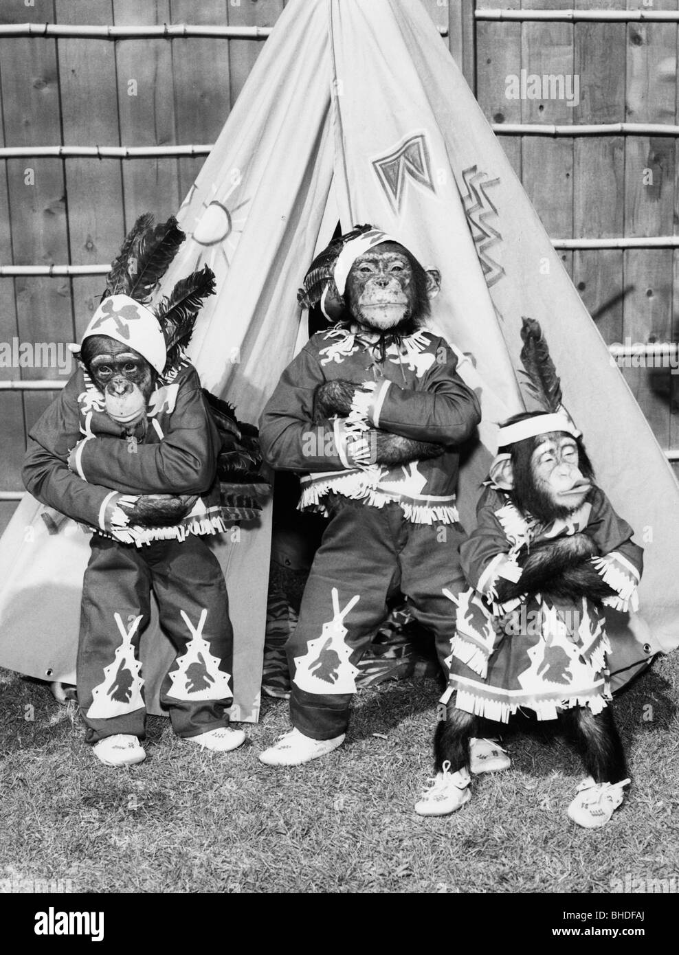 Zoologie, Tiere, Affen als Indianer verkleidet vor einem Zelt, 1960er Jahre, Stockfoto