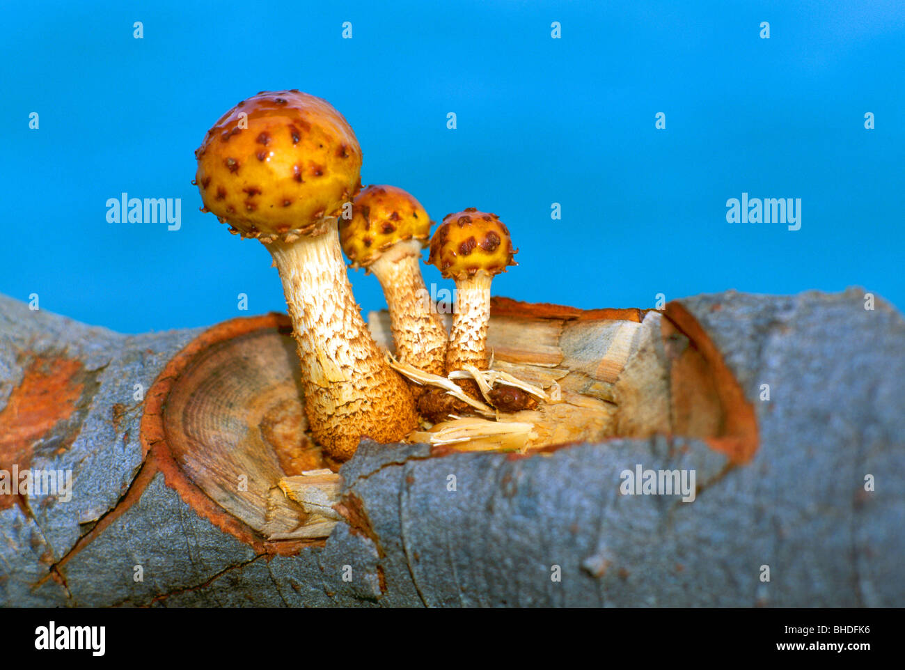 Numerisugitake -Fotos und -Bildmaterial in hoher Auflösung – Alamy