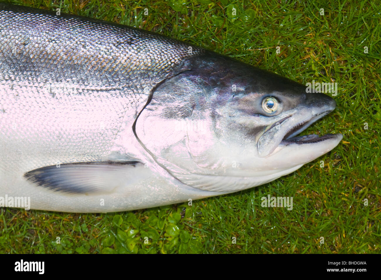 Chinook Wildlachs Stockfoto