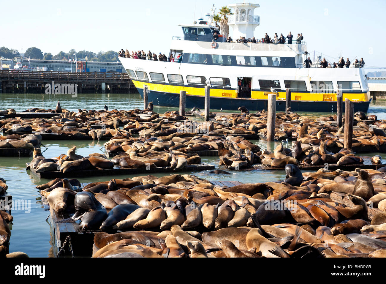 Touristenboot und Seelöwen am berühmten Pier 39 Stockfoto