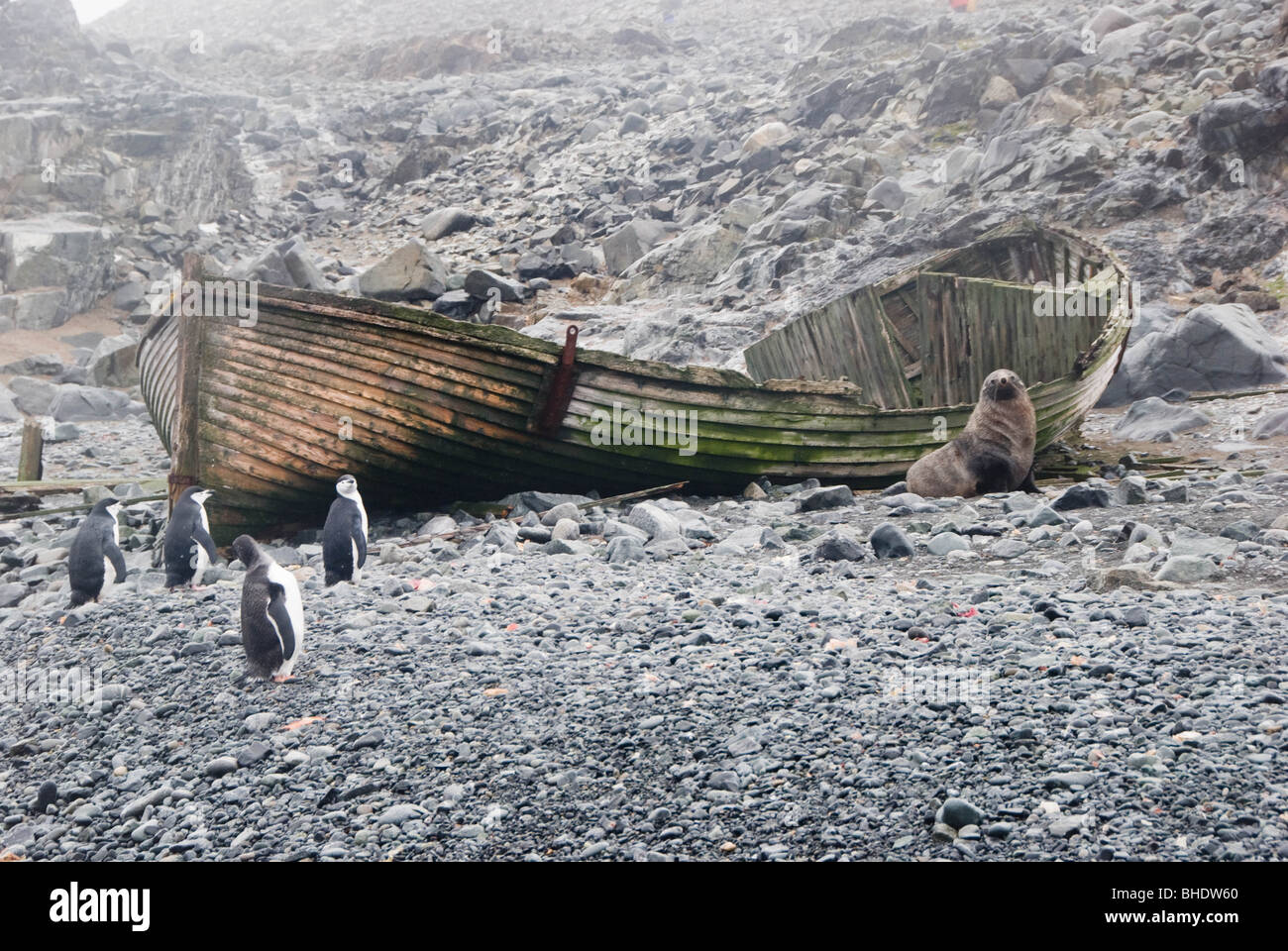 Eine antarktische Seebär (Arctocephalus Gazella) und Pinguine Zügelpinguinen (Pygoscelis Antarcticus) ruhen neben einem alten Holzboot. Stockfoto