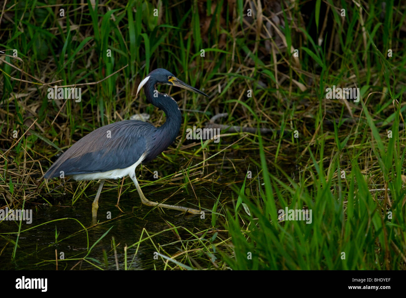 Dreifarbigen Heron in Florida Everglades Egretta Trikolore Stockfoto