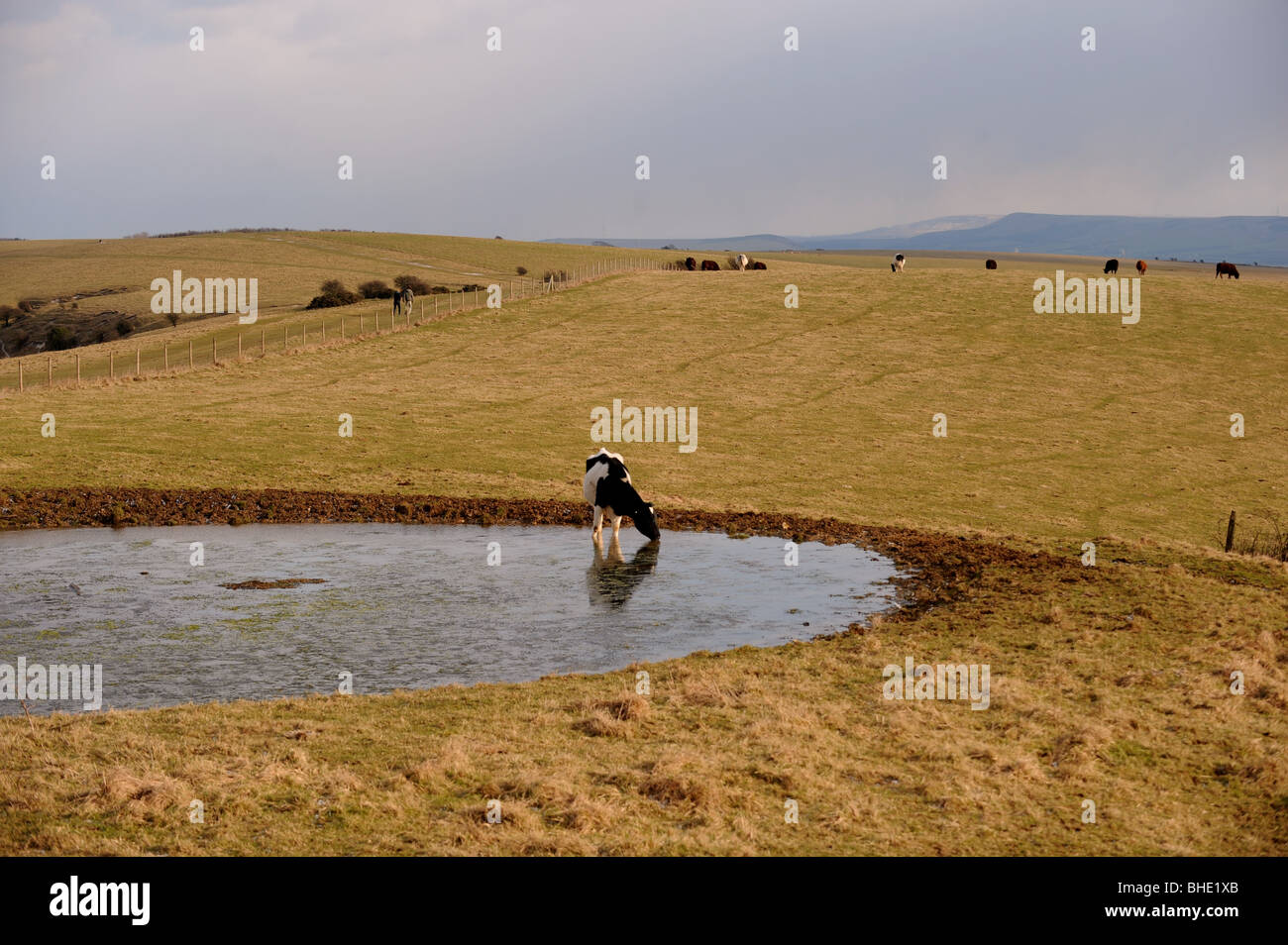 Rinder trinken an einem Tau-Teich auf Ditchling Beacon Bestandteil der South Downs Way in Sussex UK Stockfoto