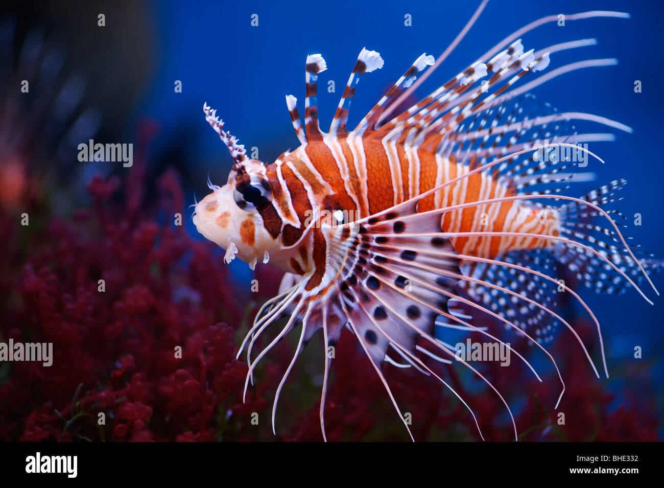 Zebrafisch im Moskauer Zoo-aquarium Stockfoto