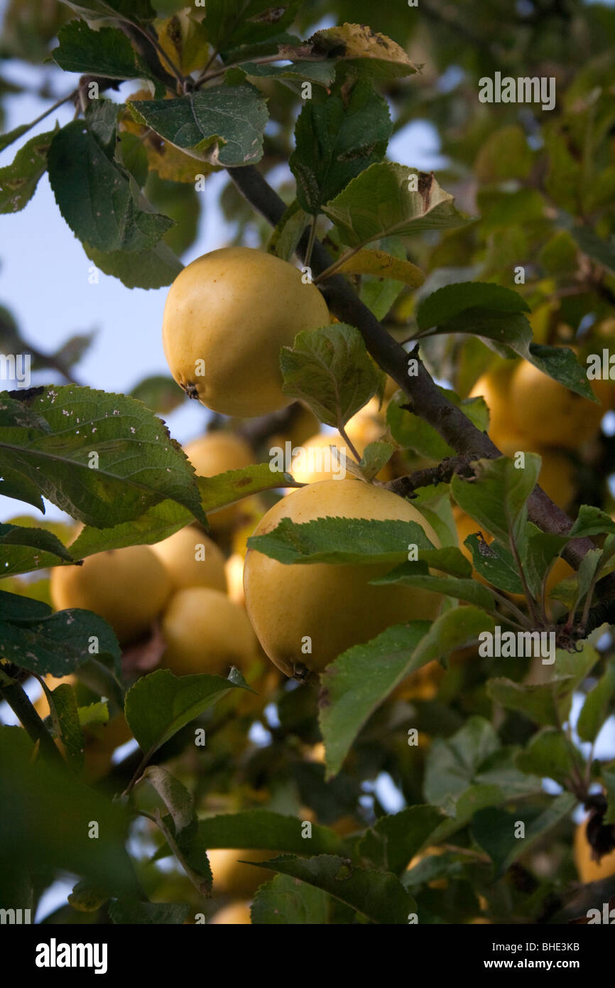 Weißer Jersey Mostäpfel reif für die Ernte Stockfoto