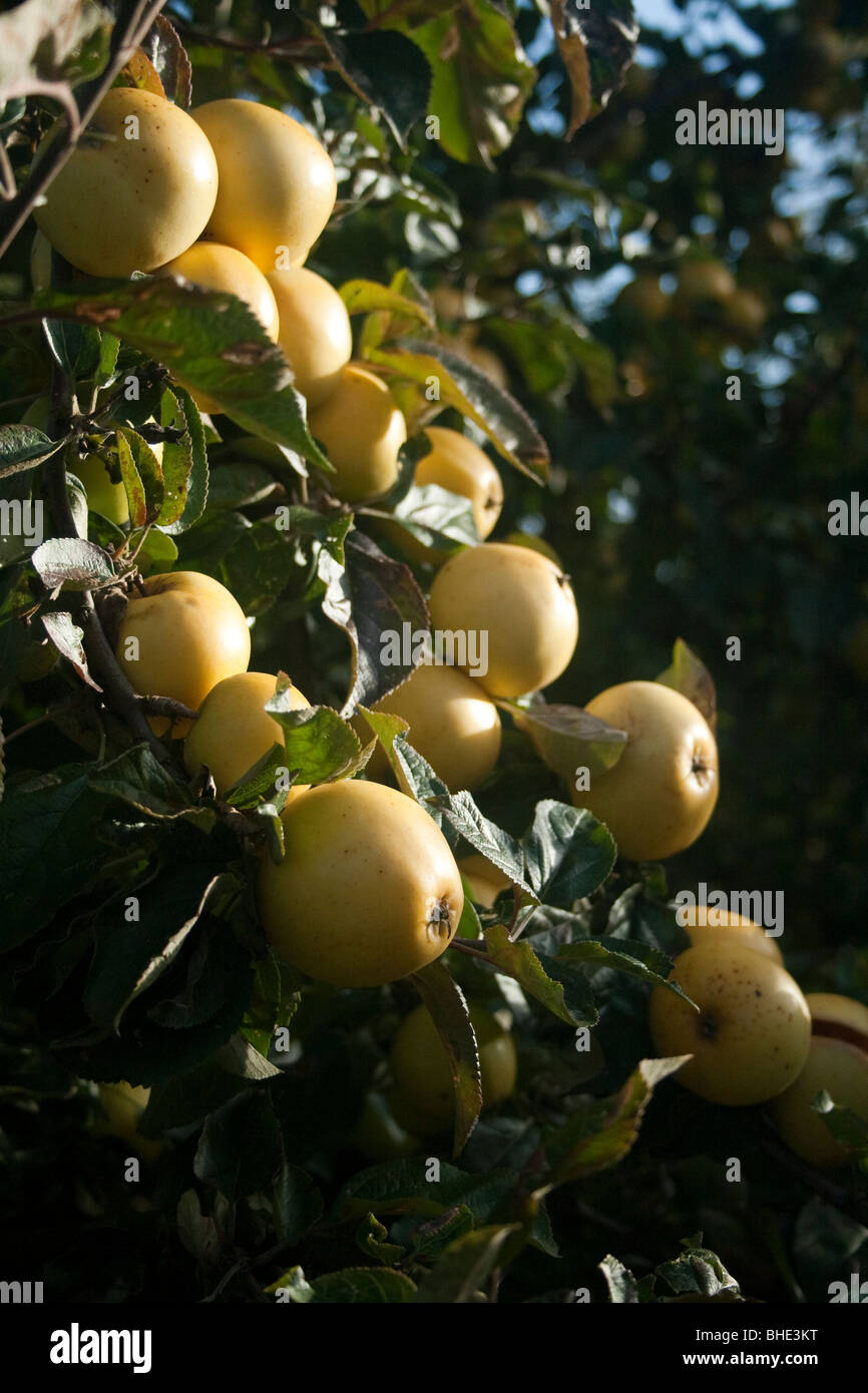 Weißer Jersey Mostäpfel reif für die Ernte Stockfoto