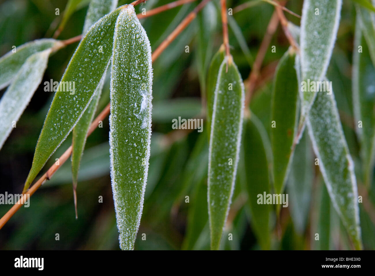 Bambuspflanze mit frost Stockfoto
