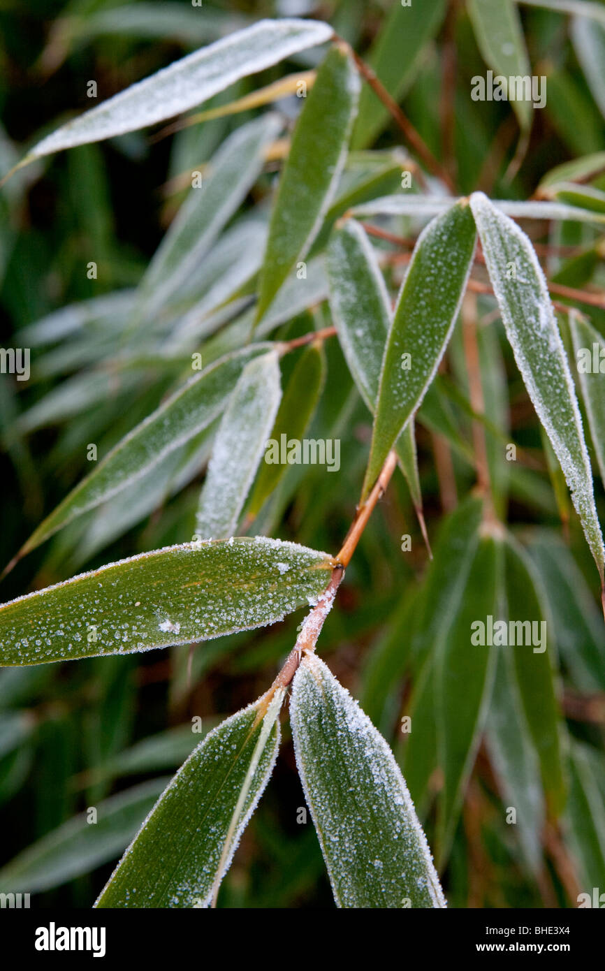 Bambuspflanze mit frost Stockfoto