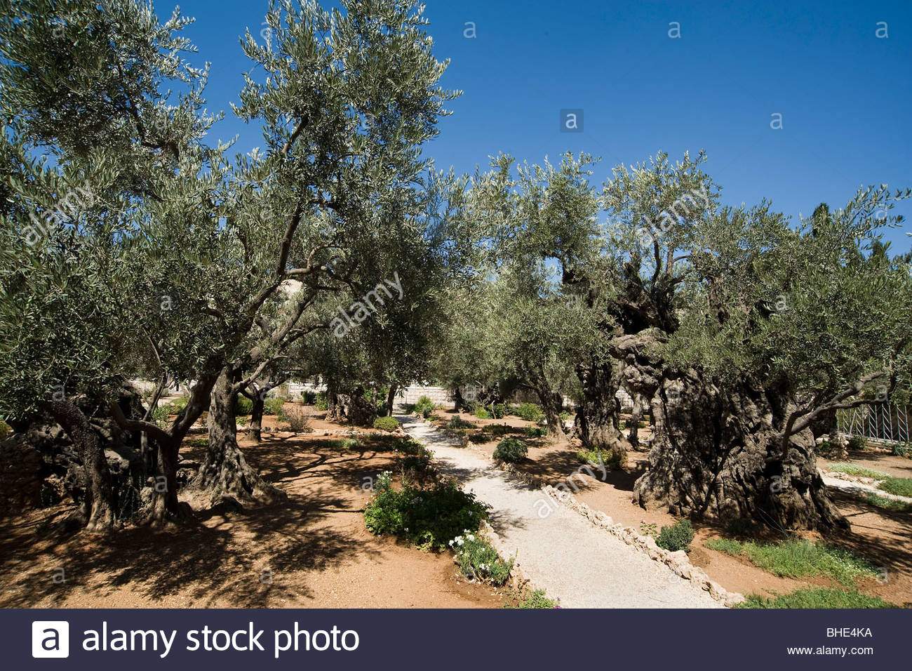 58+ Garten Von Gethsemane, Der garten gethsemane wird in der bibel in