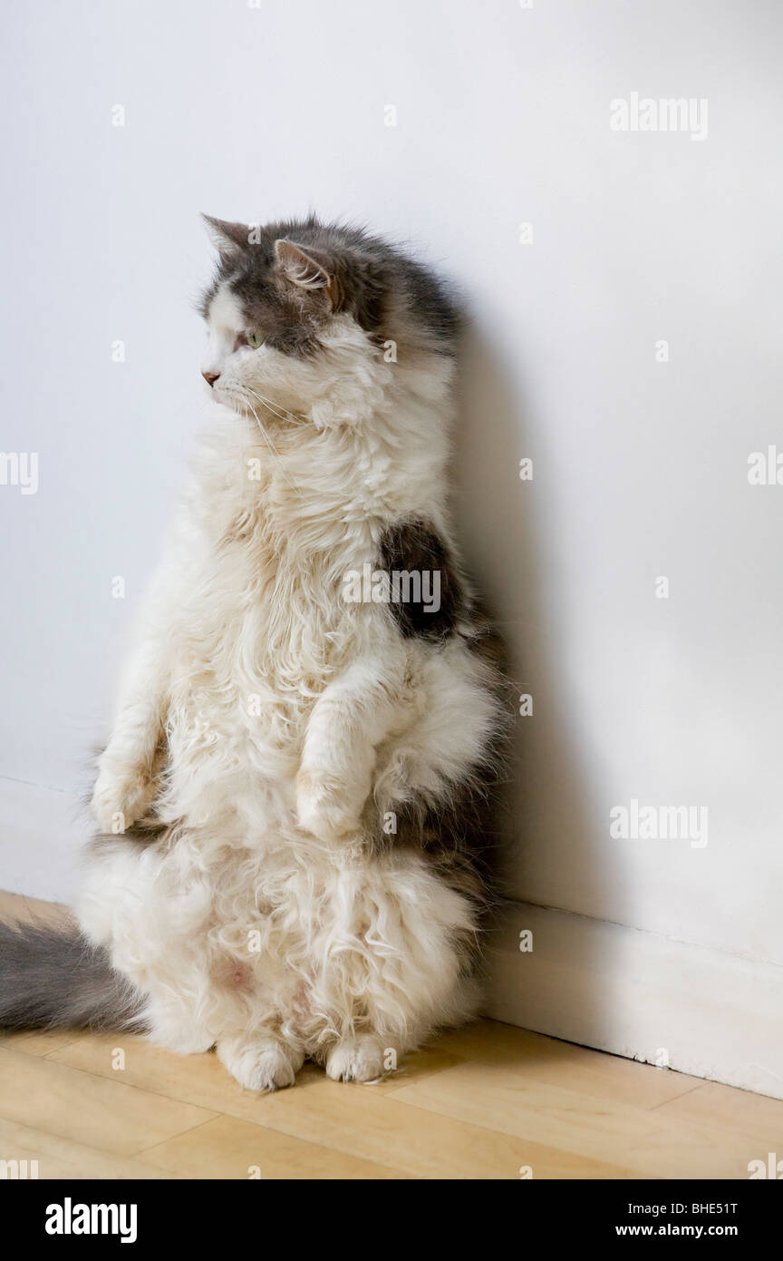 Graue und weiße flauschige Katze aufrecht auf den Hinterbeinen Stockfoto