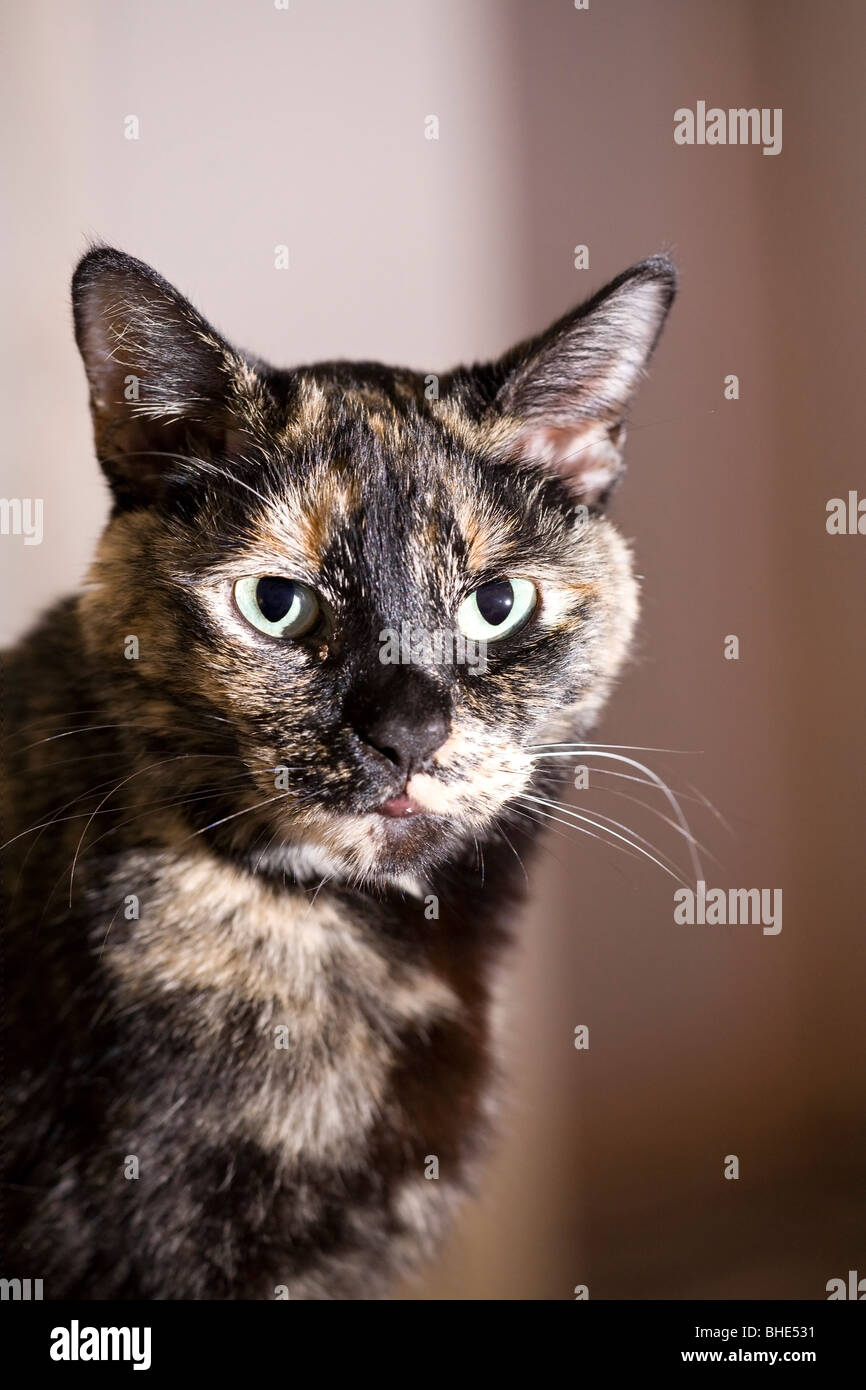 Porträt eines erwachsenen Weibchen schildpatt oder gestromt Cat suchen etwas weg von der Kamera Stockfoto
