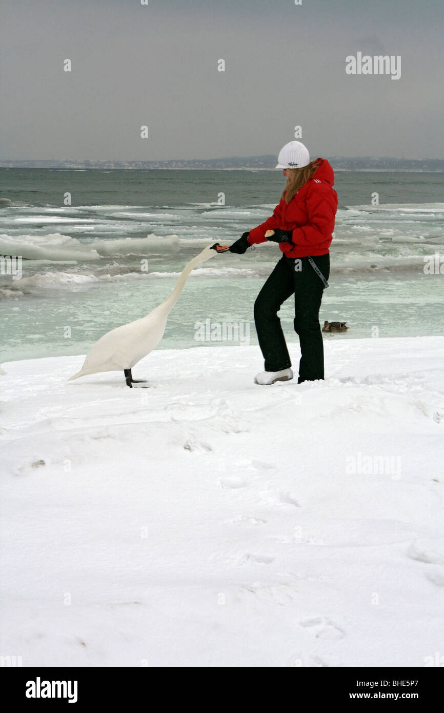 Füttern die Schwäne in den gefrorenen Golf von Finnland, Tallinn, Estland. Stockfoto