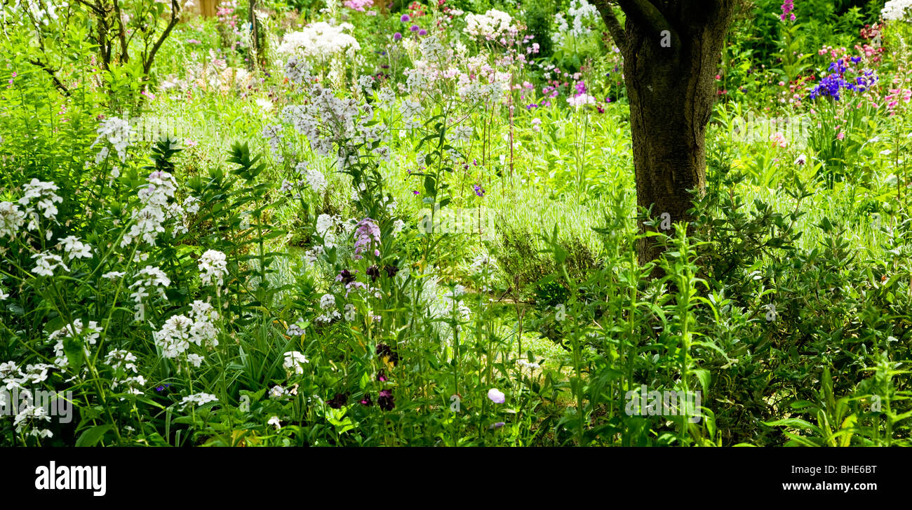 Sonnenlicht filtert durch ein Blumenbeet in einem englischen Landhaus Garten Ende Mai Stockfoto