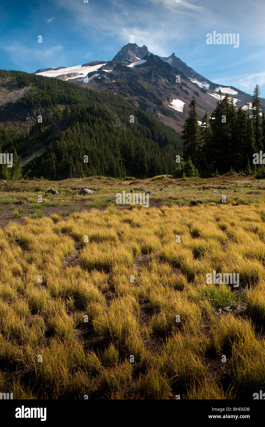 Mt. Jefferson, Oregon Cascades, Jefferson Park, Rasen in Feld Stockfoto