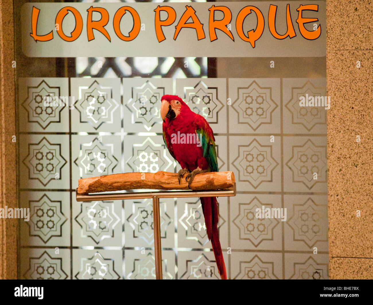 Papagei im "Loro Parque" auf Teneriffa (Kanarische Inseln, Spanien) Stockfoto
