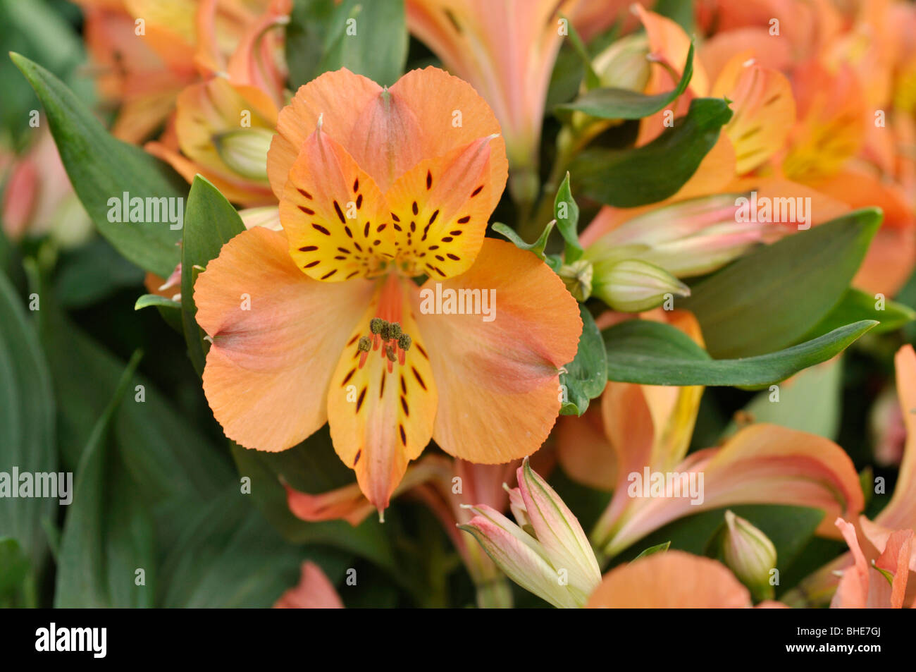 Peruanische Lily (alstroemeria Mathilde) Stockfoto