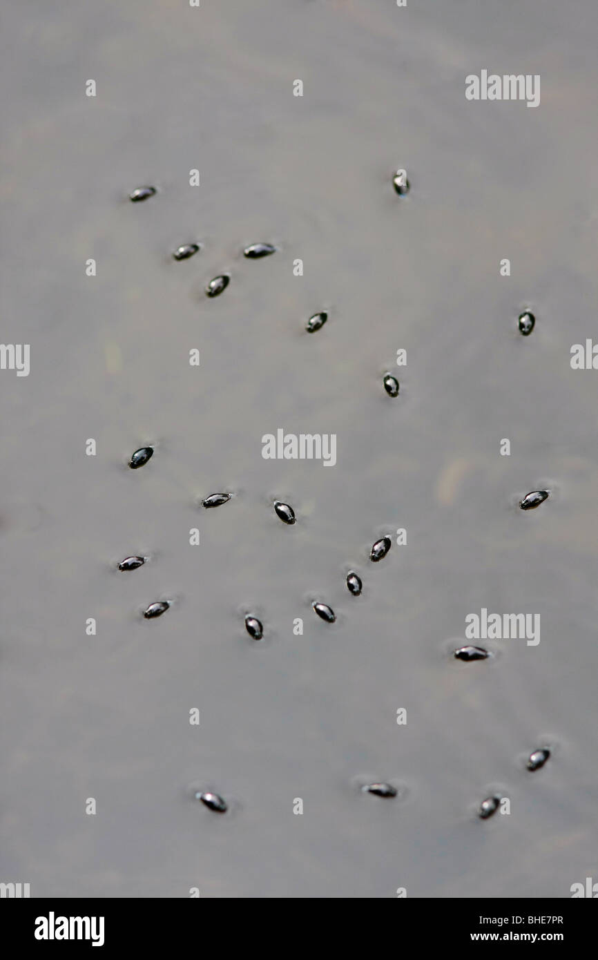 Whirligig Käfer (Gyrinus Spp) auf einem Teich im Vereinigten Königreich. Stockfoto