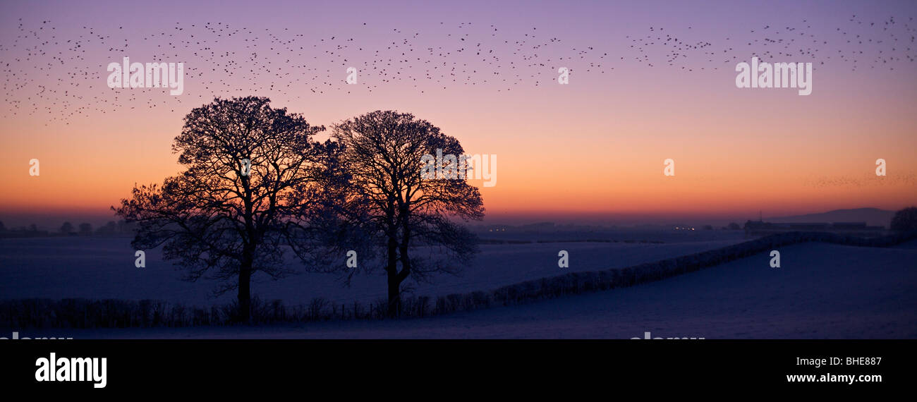 Stare fliegen bei Sonnenuntergang in Gretna Green, Schottland Stockfoto