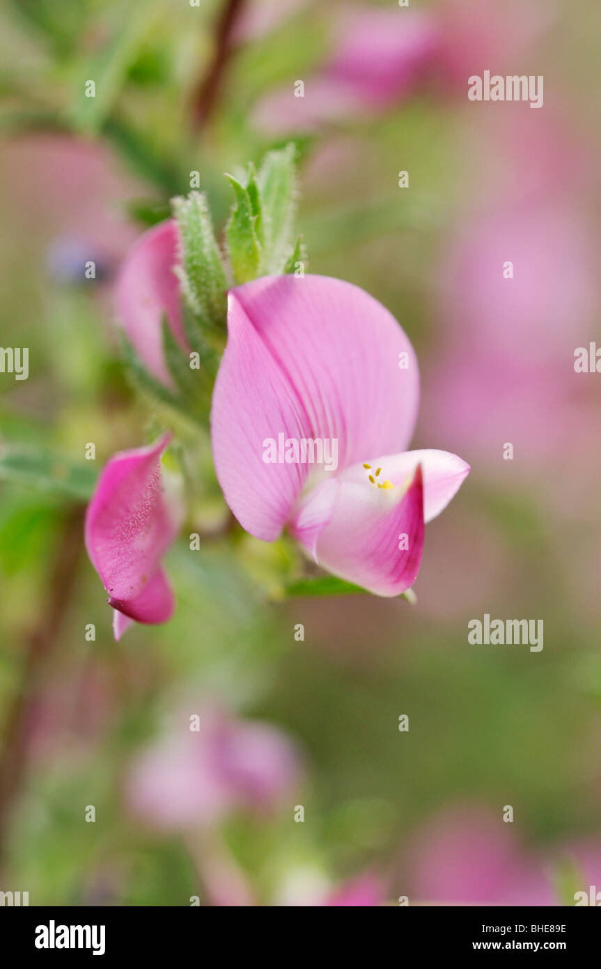 Stachelige restharrow (ononis spinosa) Stockfoto