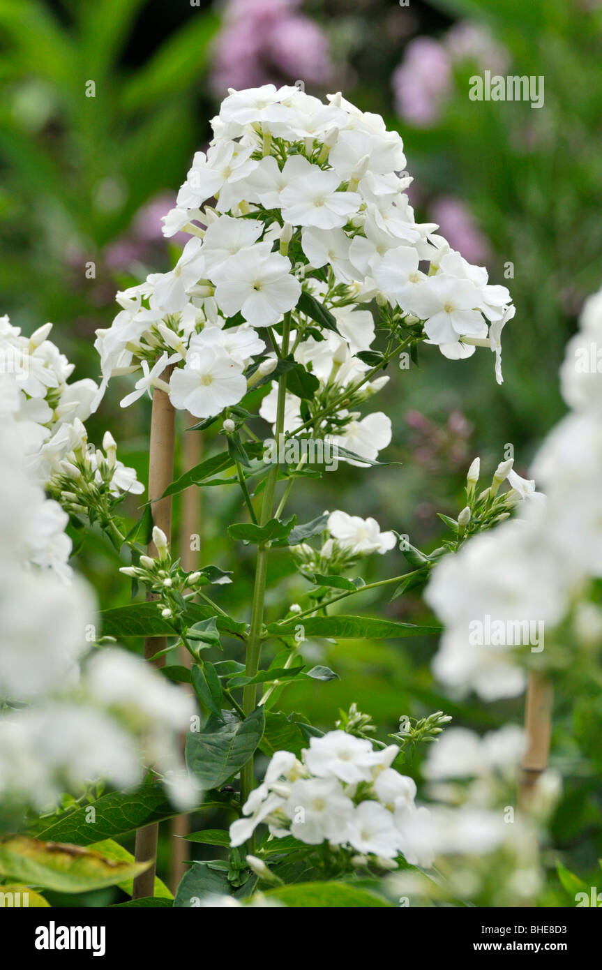 Garten Phlox (Phlox paniculata 'Monte Cristallo') Stockfoto