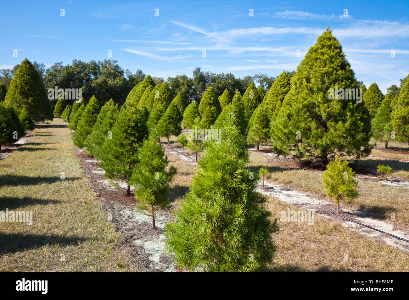 Arten von tannen Fotos und Bildmaterial in hoher Auflösung Alamy