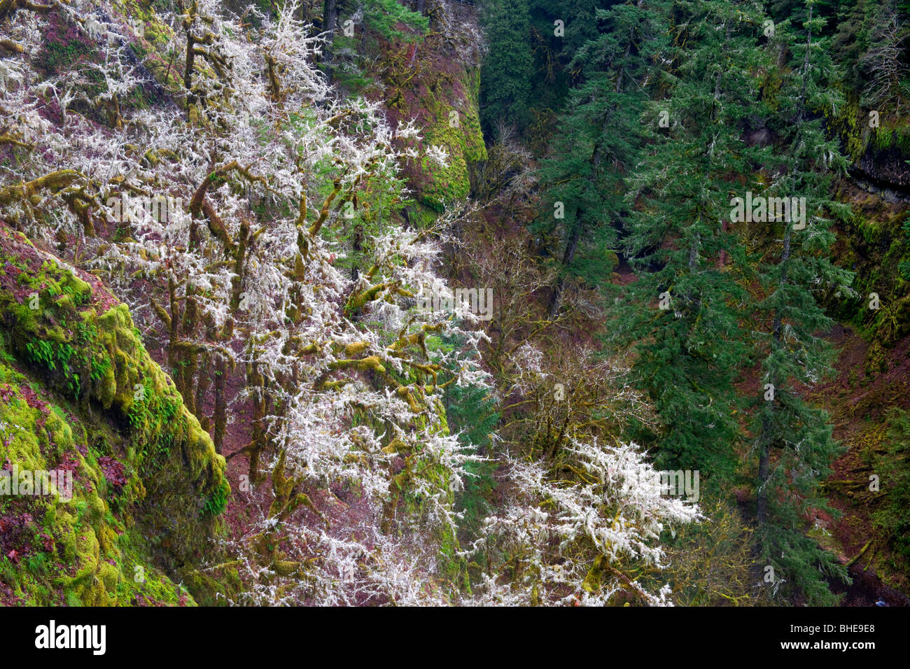 Schweren Winter Moos hängt an große Laubbäume Ahorn in Oregon Eagle Creek Canyon und der Columbia River Gorge. Stockfoto