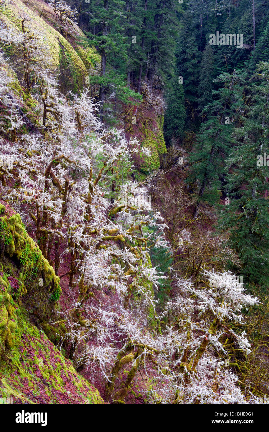 Schweren Winter Moos hängt an große Laubbäume Ahorn in Oregon Eagle Creek Canyon und der Columbia River Gorge. Stockfoto