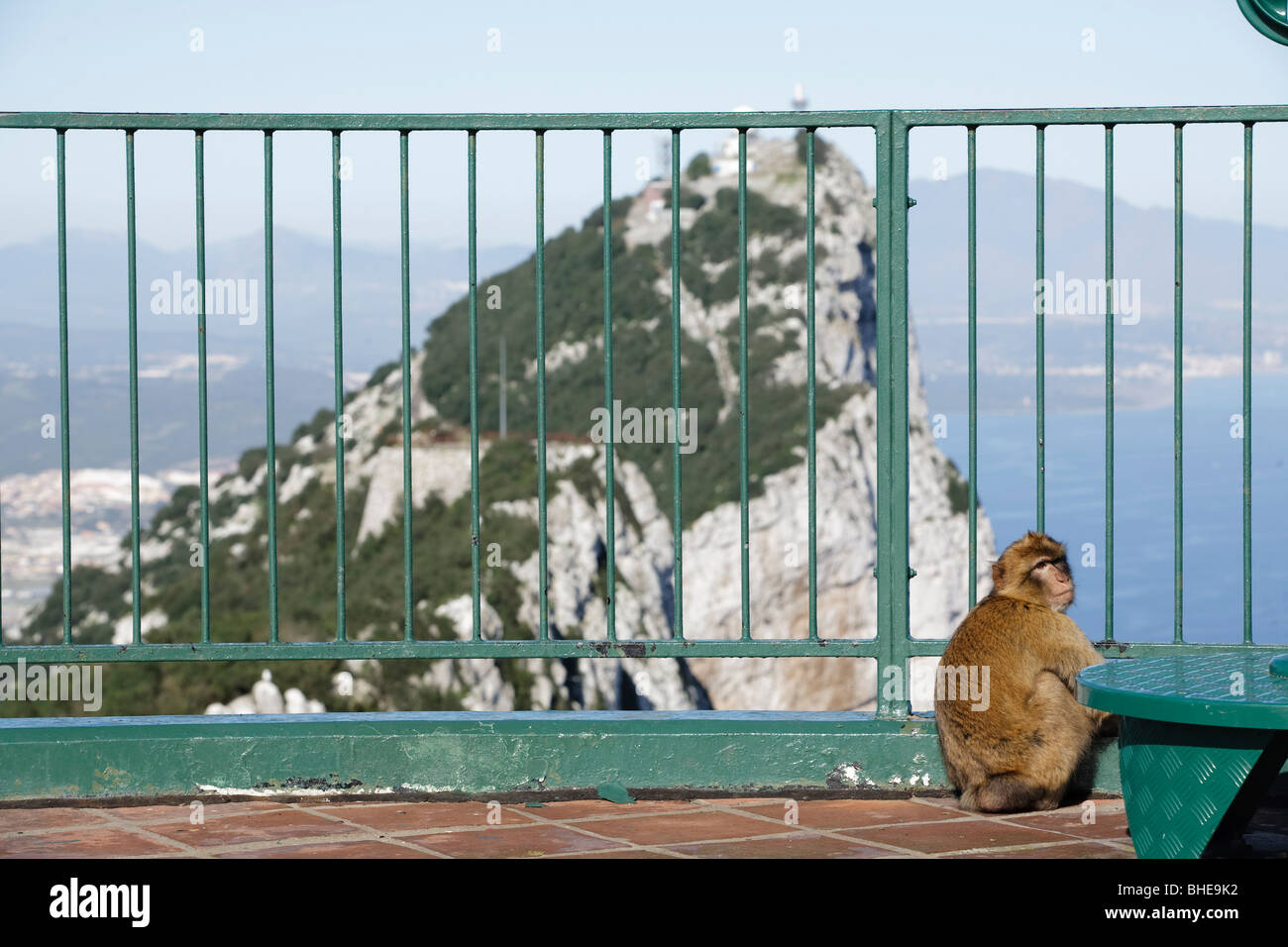 Ein Berberaffen sitzt auf der Schiene mit Blick auf den Felsen von Gibraltar. Sie gekennzeichnet häufig als Affen von Gibraltar. Stockfoto