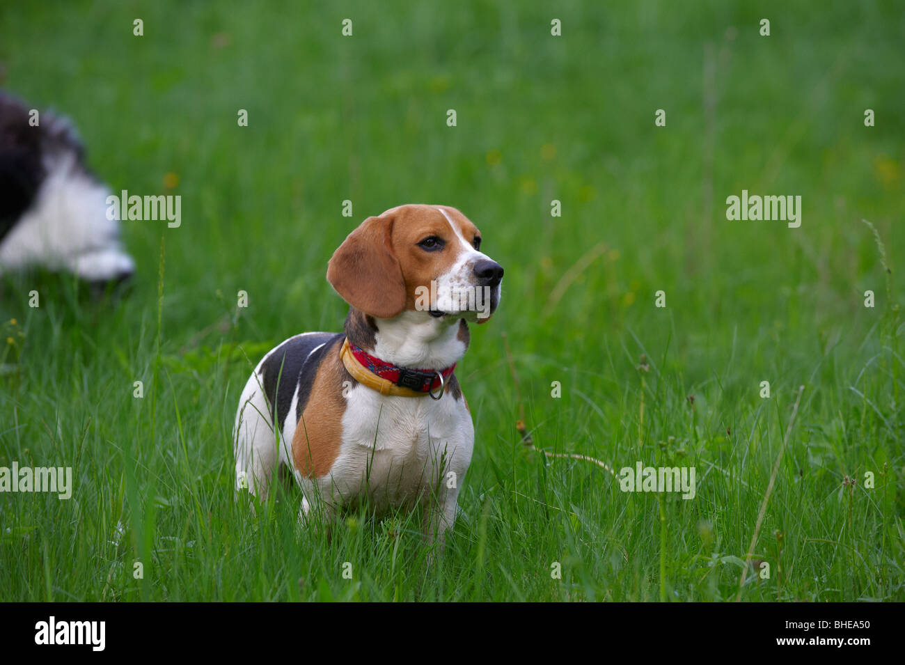 Beagle Stockfoto