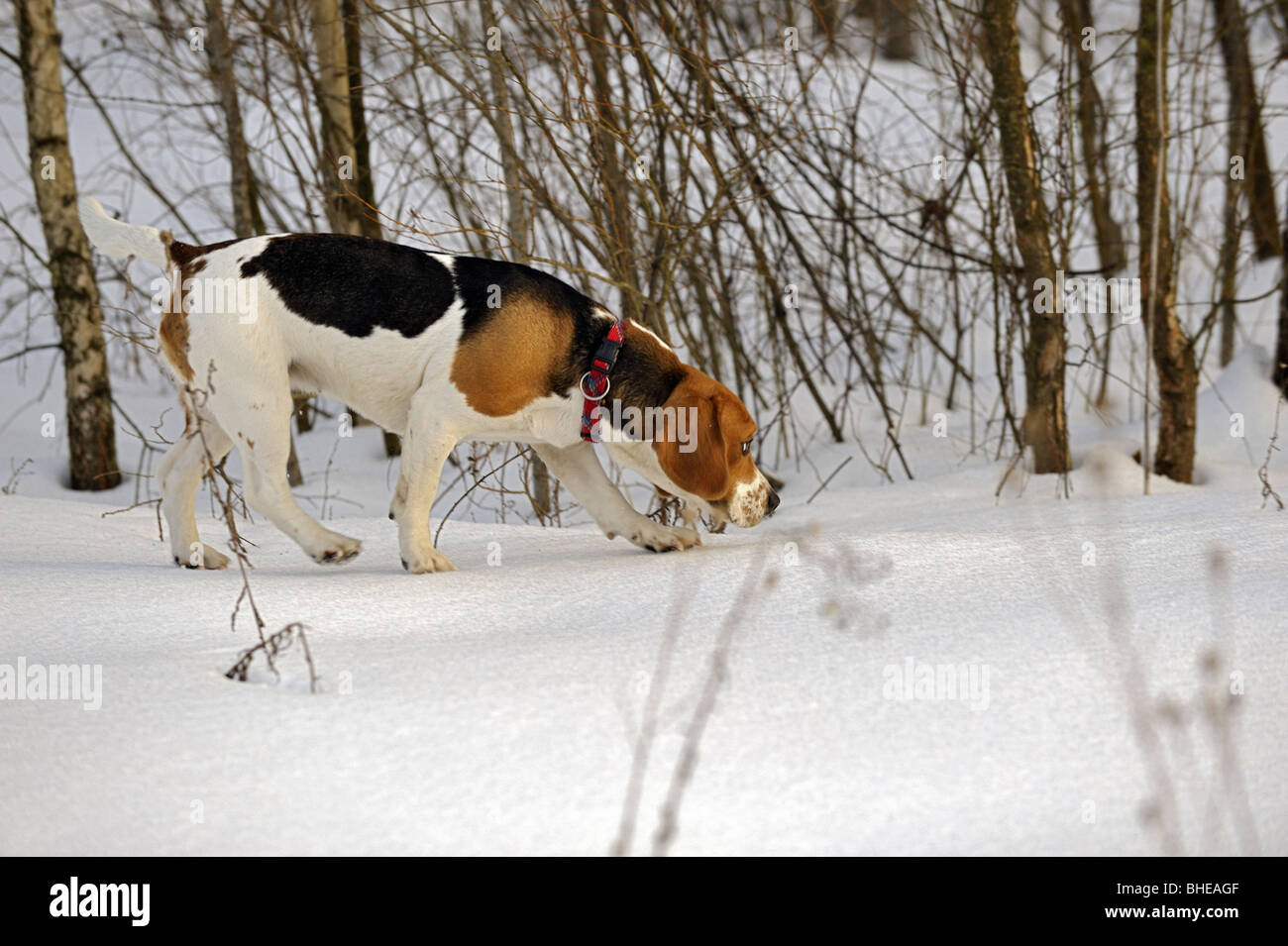 Beagle Stockfoto