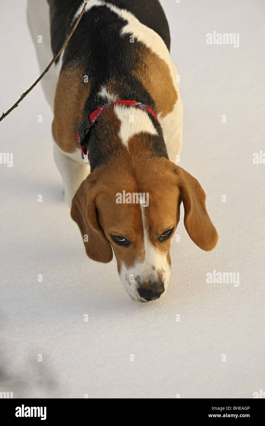 Beagle Stockfoto