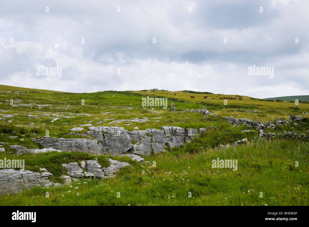 Weideland auf einem Hügel in die Burren, County Clare, Irland. Stockfoto