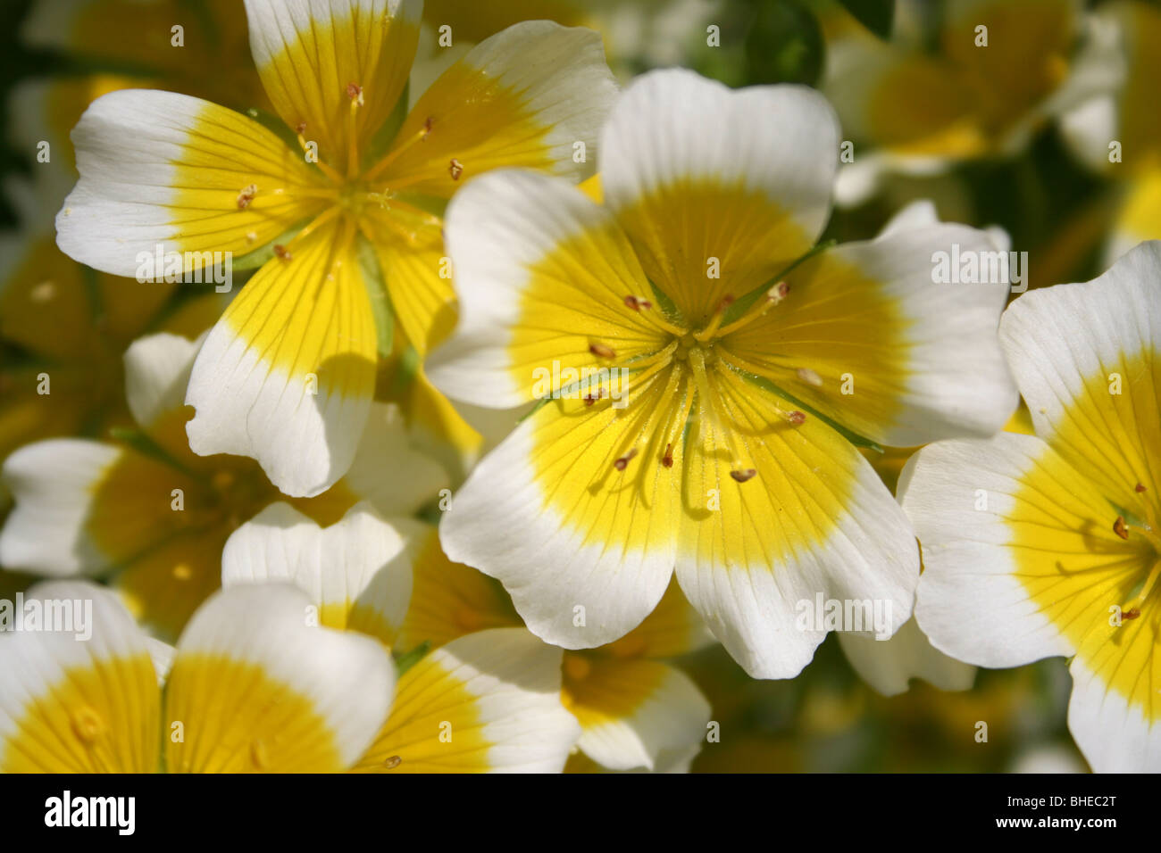 Pochiertes Ei Pflanze (Limnanthes Douglasii) Stockfoto