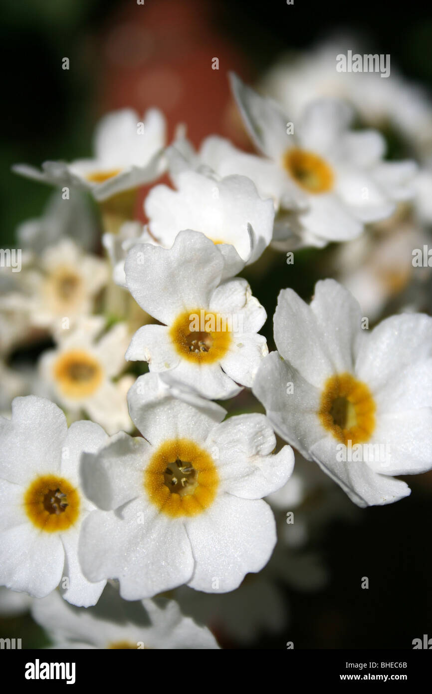 Primula Japonica Alba (Primula Kandelaber) Stockfoto