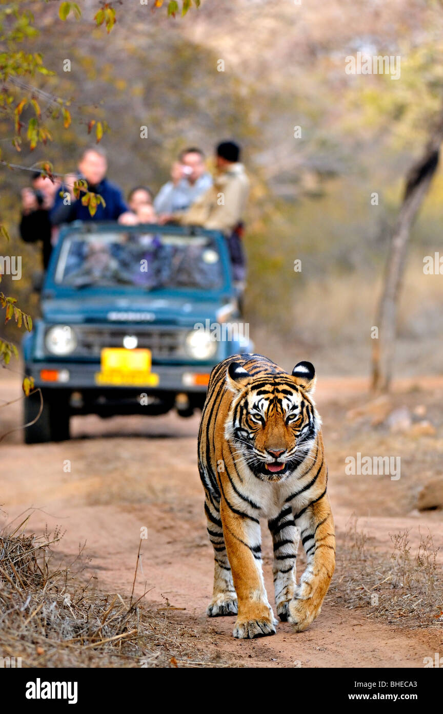 Touristenfahrzeuge nach ein Tiger auf einer Tiger-Safari in Ranthambhore Tiger reserve Stockfoto