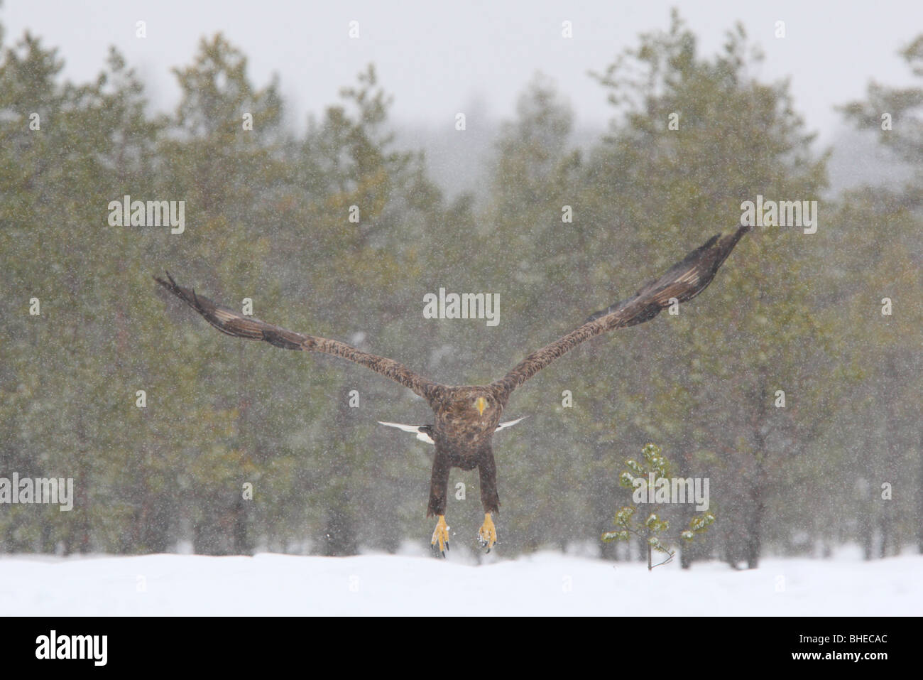 Seeadler (Haliaetus Horste) im Flug Stockfoto