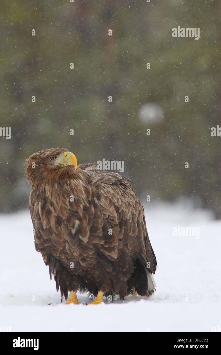 Wilde Seeadler Stockfoto