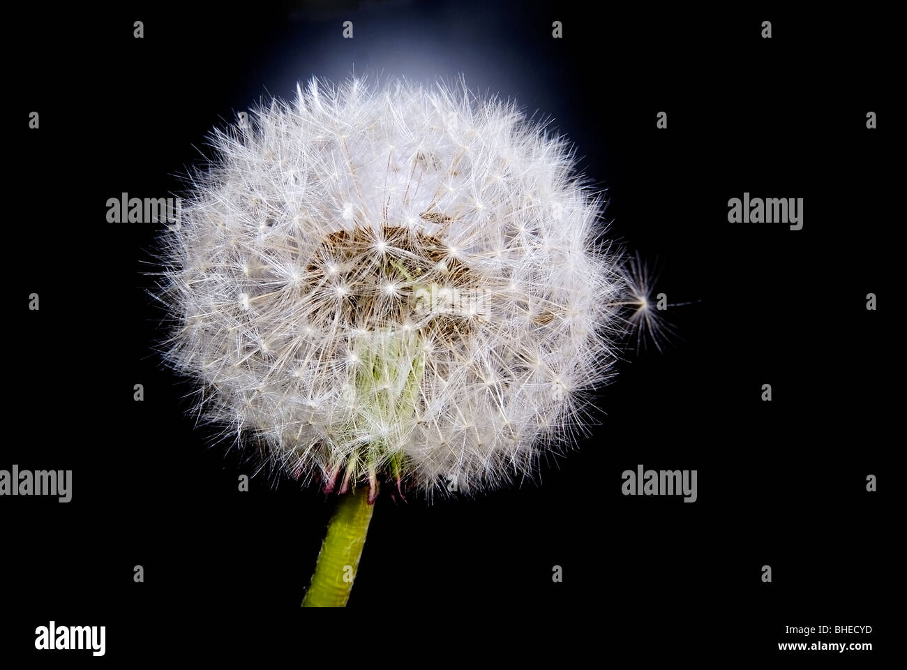 Samen der Blume Löwenzahn auf schwarz Stockfoto