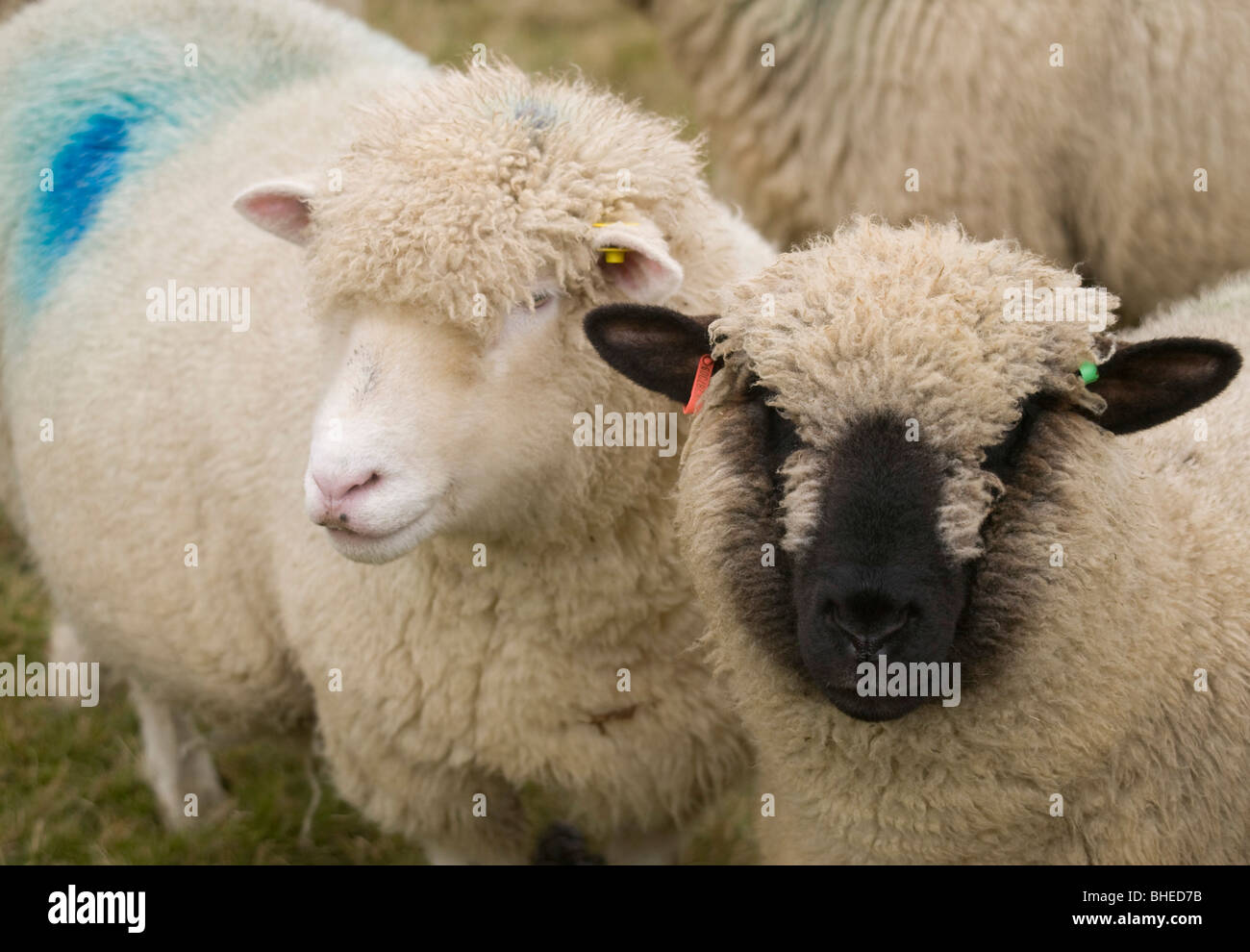 Schafe in West Sussex UK Stockfoto