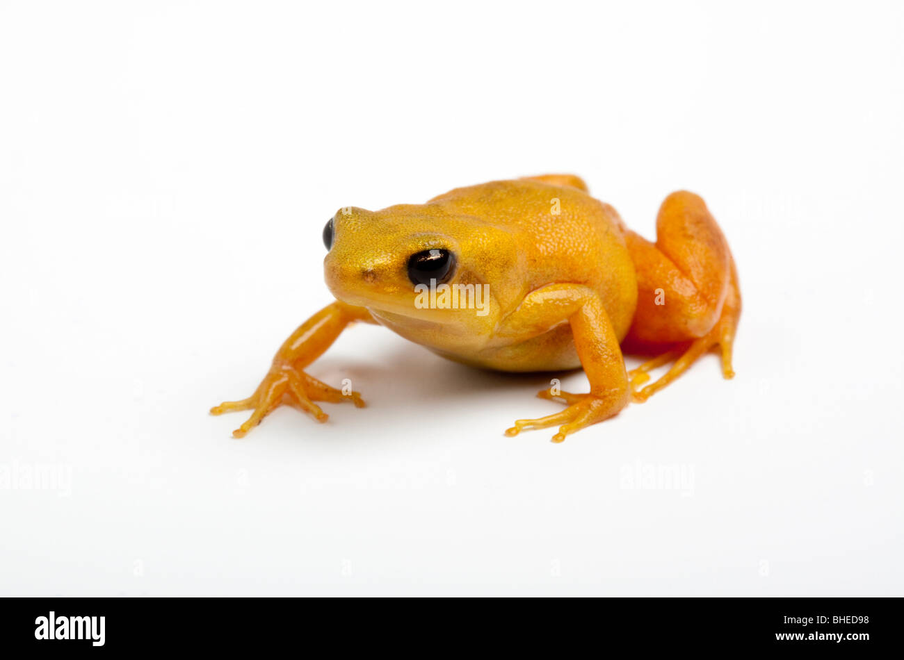 Golden Mantella, Mantella Aurantiaca, Madagaskar Stockfoto