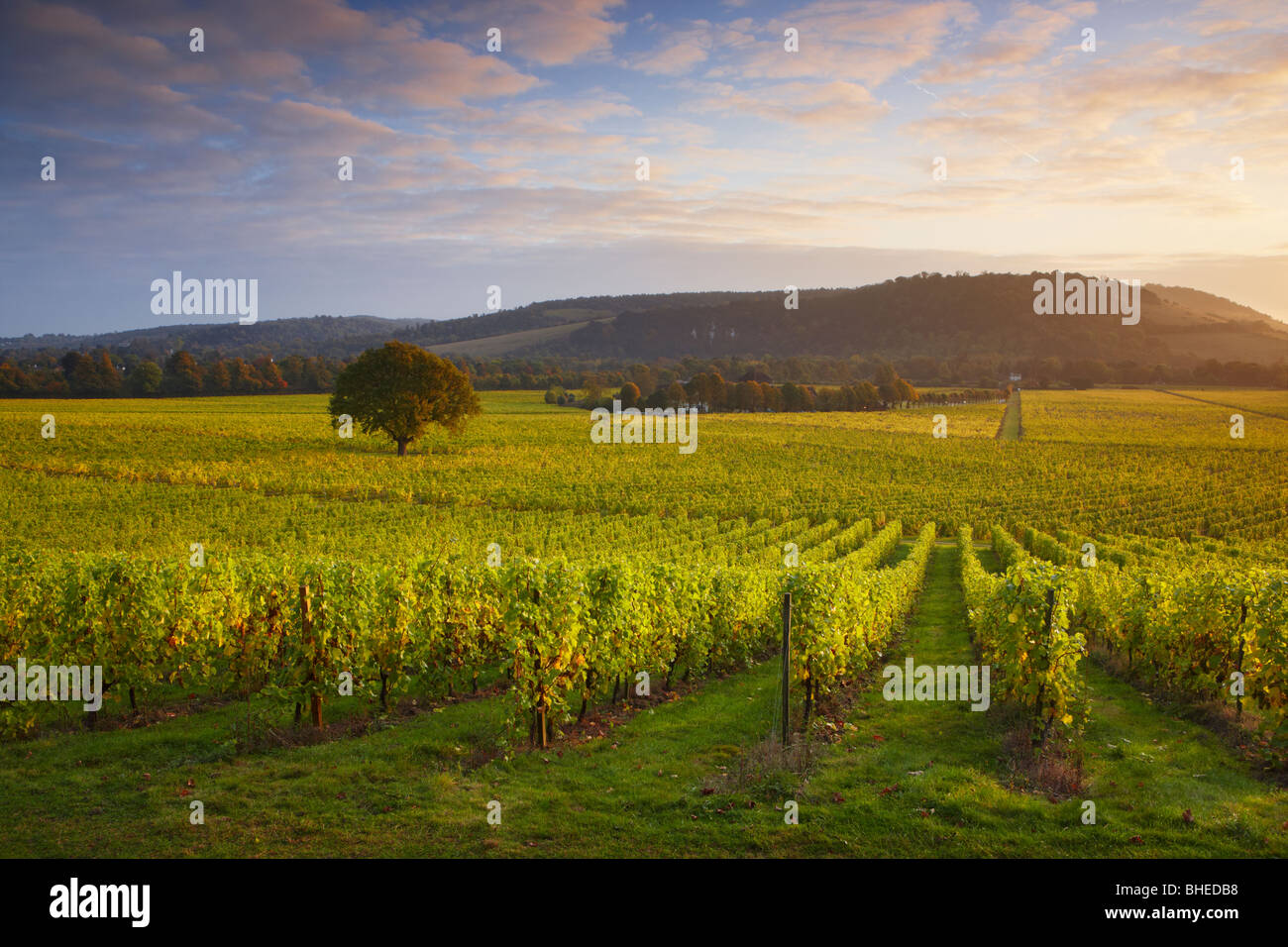 Erstes Licht über Denbies Weinberg - Denbies Wine Estate Stockfoto