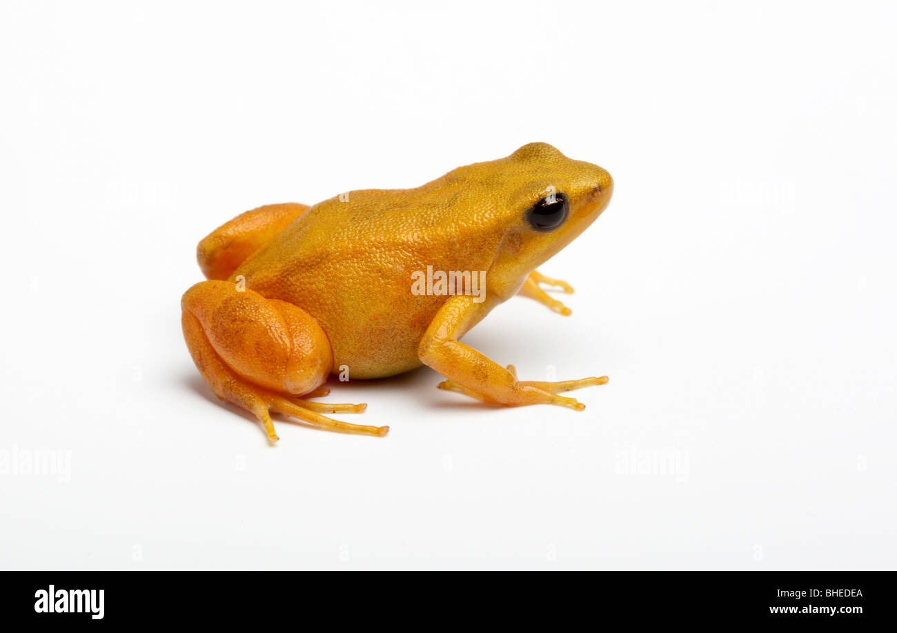 Golden Mantella, Mantella Aurantiaca, Madagaskar Stockfoto