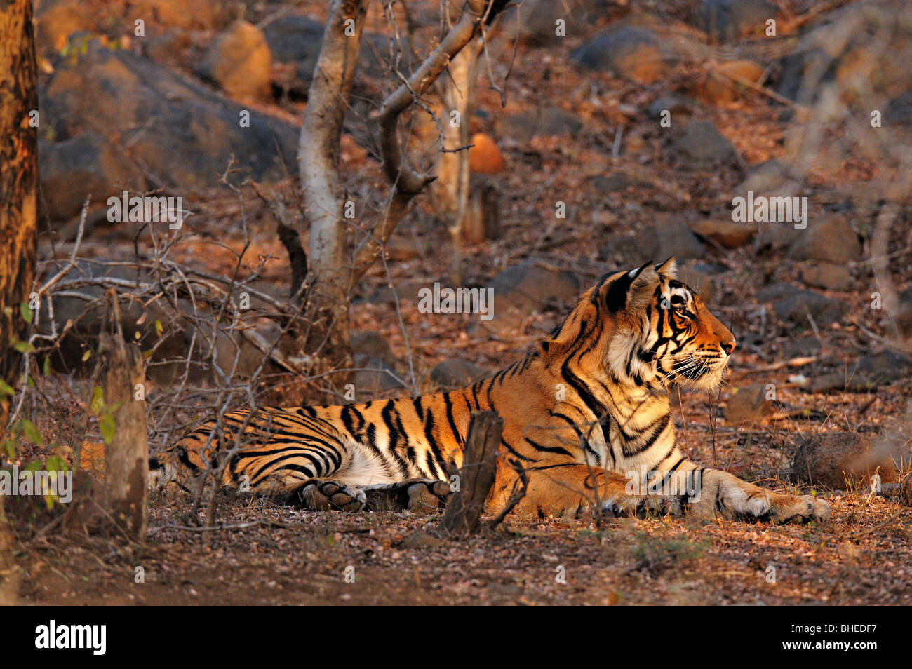 Tiger sitzend auf den trockenen Gräsern der trockenen laubwechselnden Wald von Ranthambore Tiger reserve Stockfoto