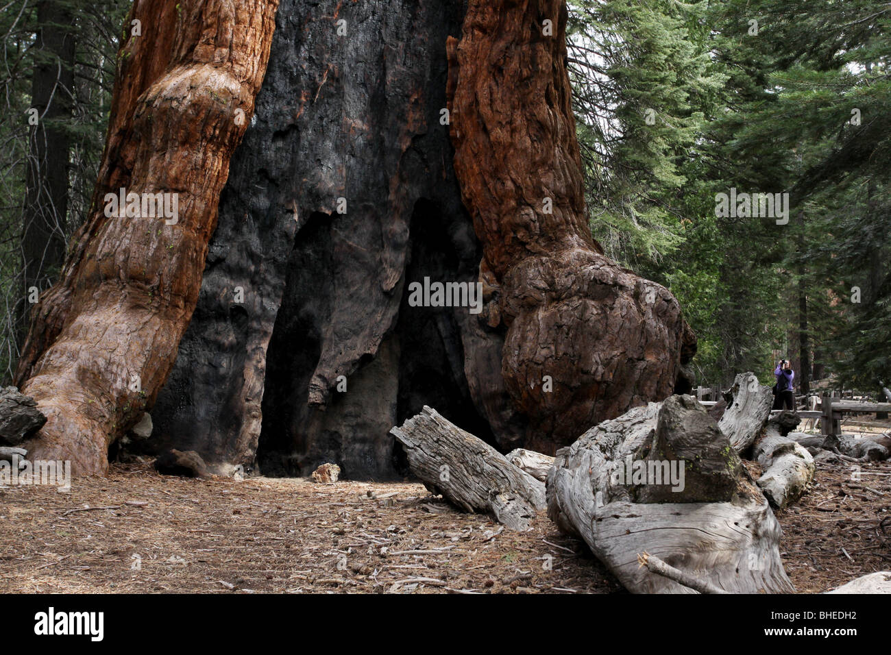 Sequoia Baum Feuer brennen erschrecken Wanderer Mariposa Grove Yosemite-Nationalpark Stockfoto