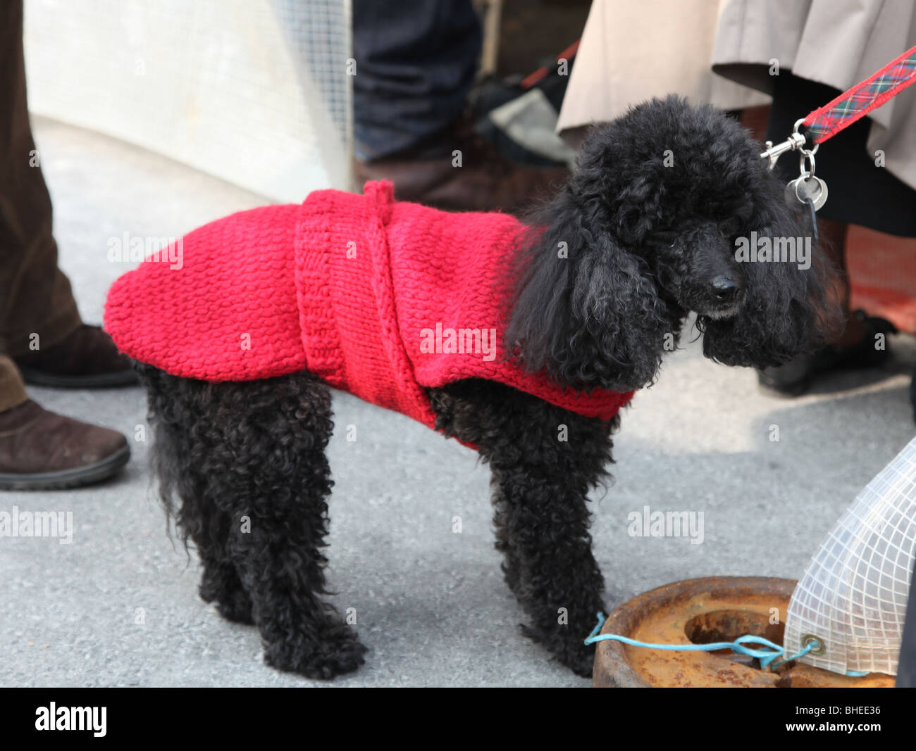 Pudel Hund gestrickte Wintermantel. Genf, Schweiz Stockfotografie - Alamy